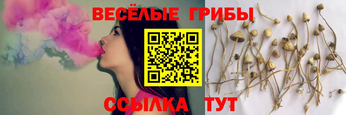 Галлюциногенные грибы Psilocybe  Вход с VPN  Нижнеудинск 